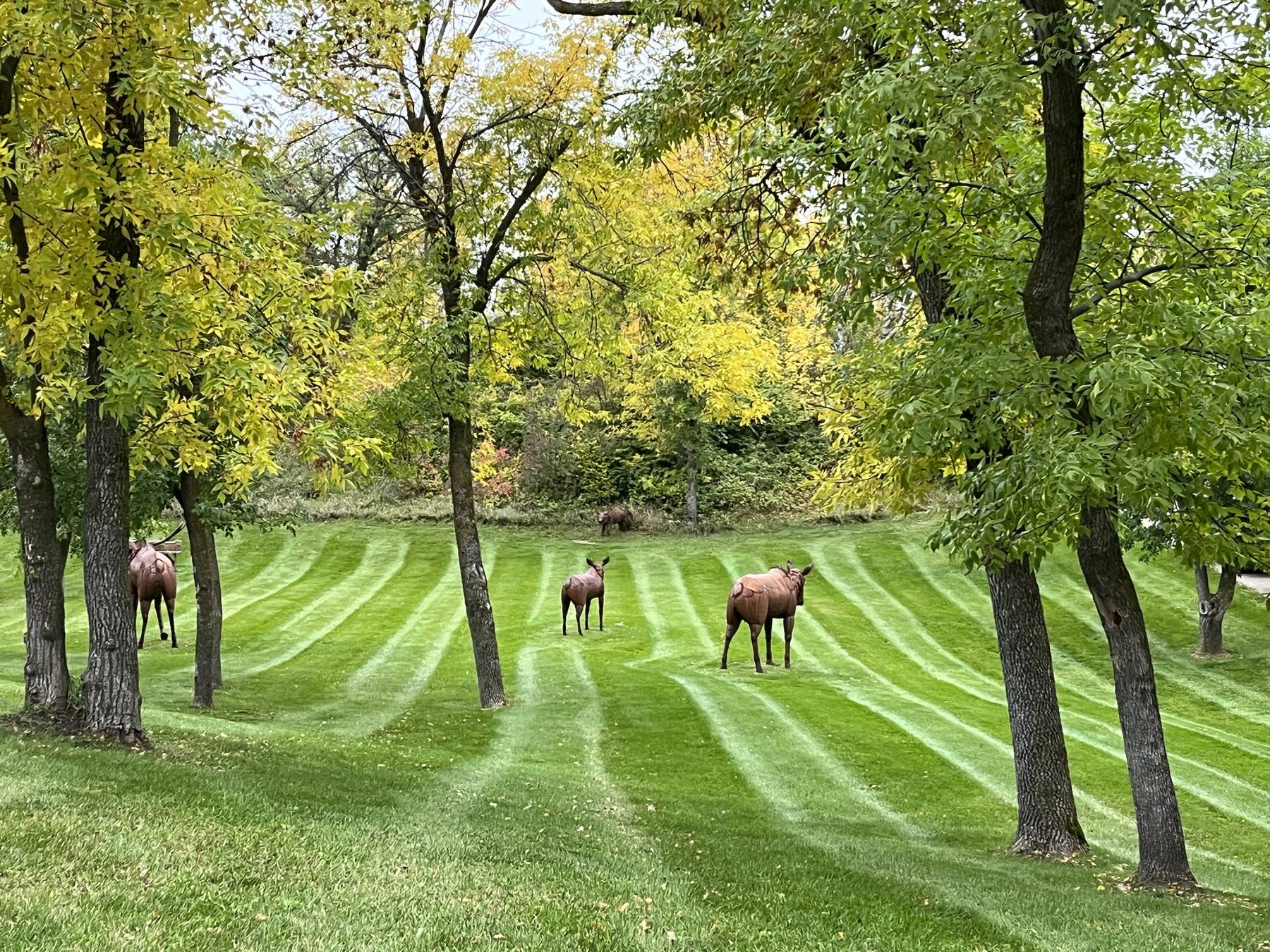 Freshly striped lawn under yellowing ash trees with metal wildlife sculptures, maintained by Lakeshore Lawns